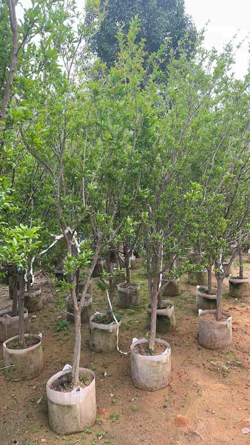 果石榴，5-10公分，需要联系