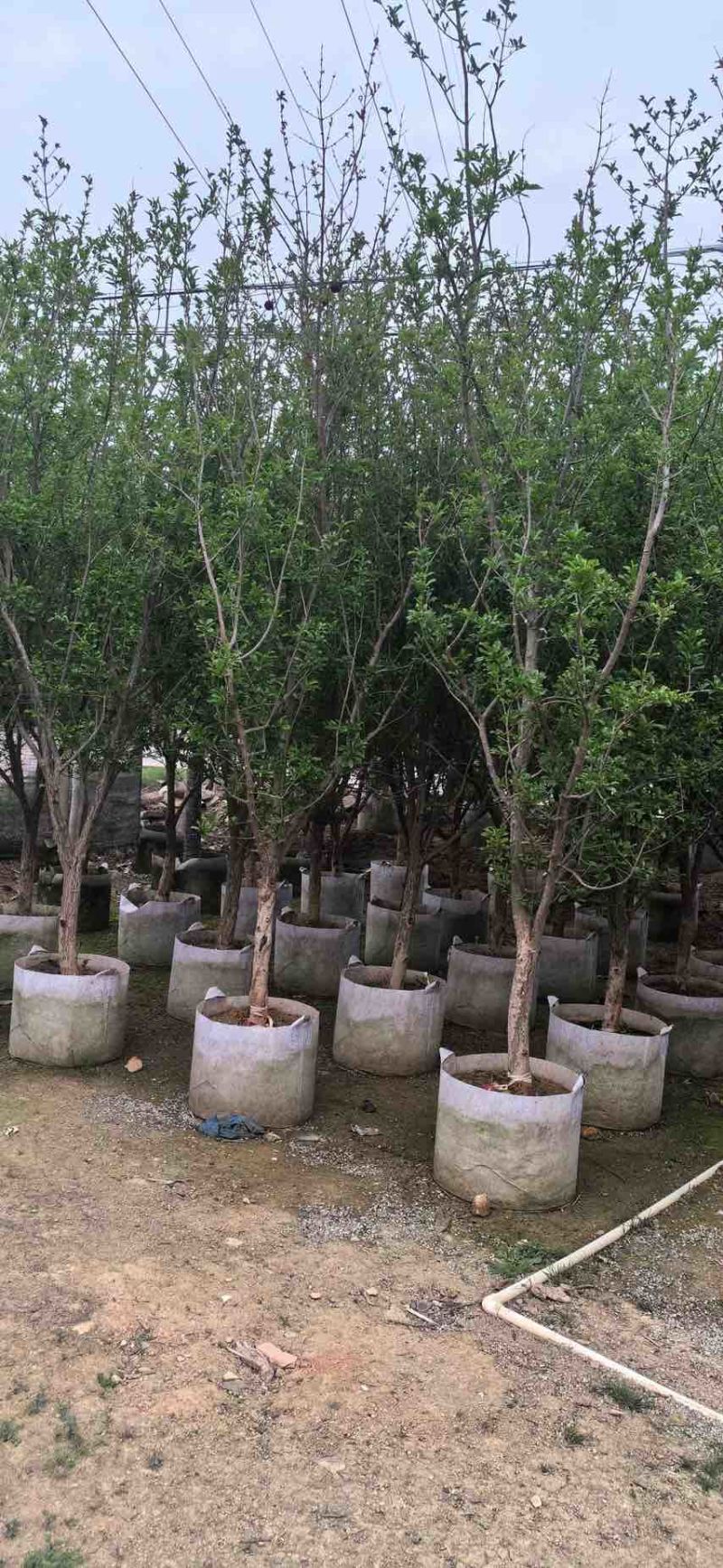 果石榴，5-10公分，需要联系