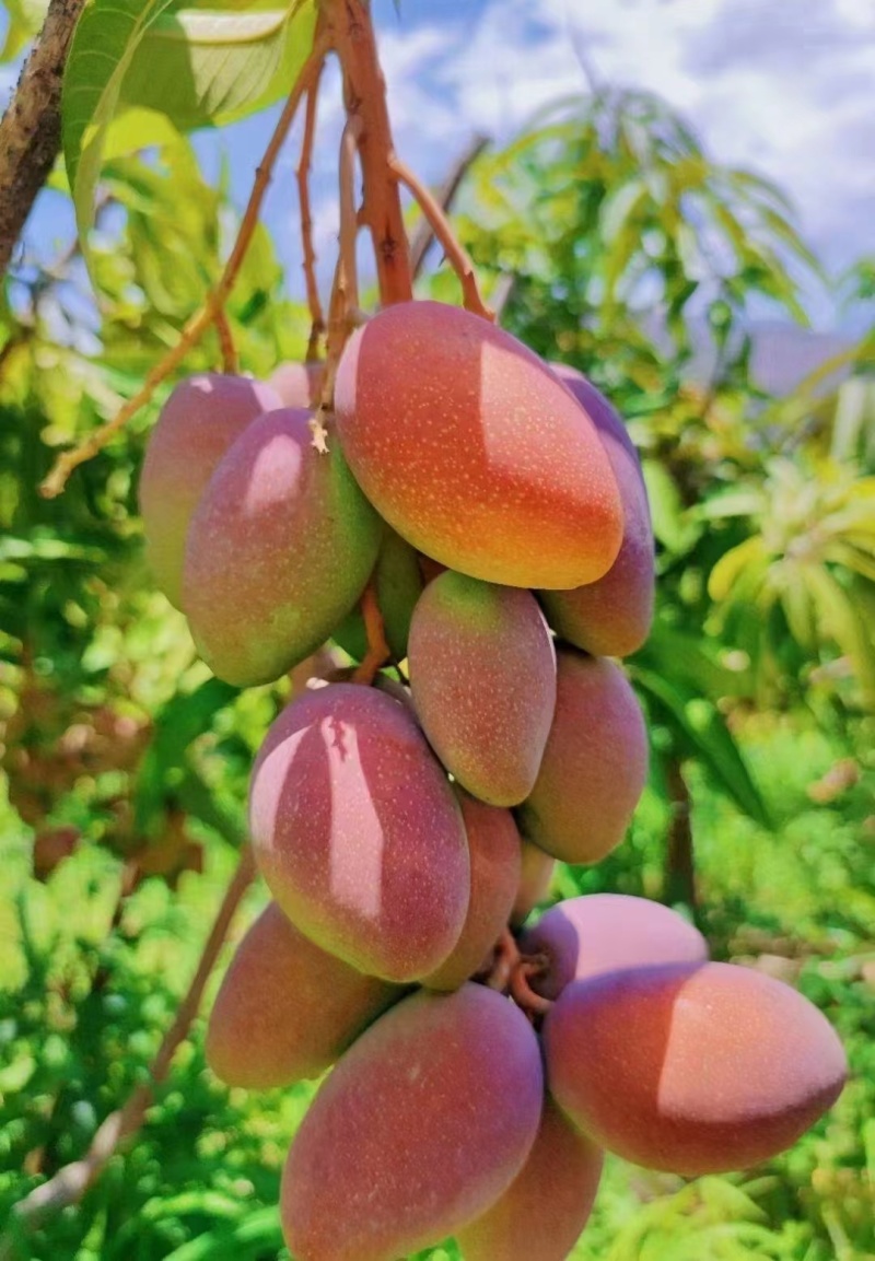 贵妃芒果