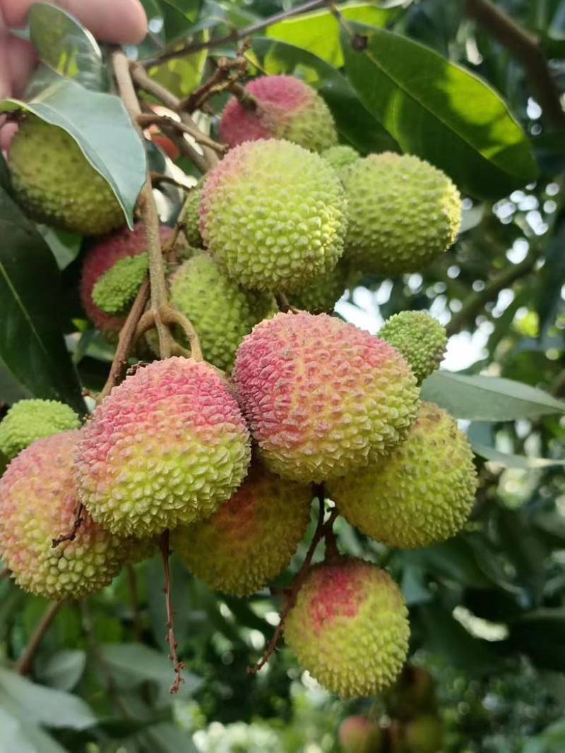 【推荐】广东荔枝妃子笑荔枝质量保证价格优惠欢迎来电