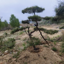 大量供应造型油松，产地直发，价格实惠，欢迎咨询选购。