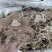批发细辛