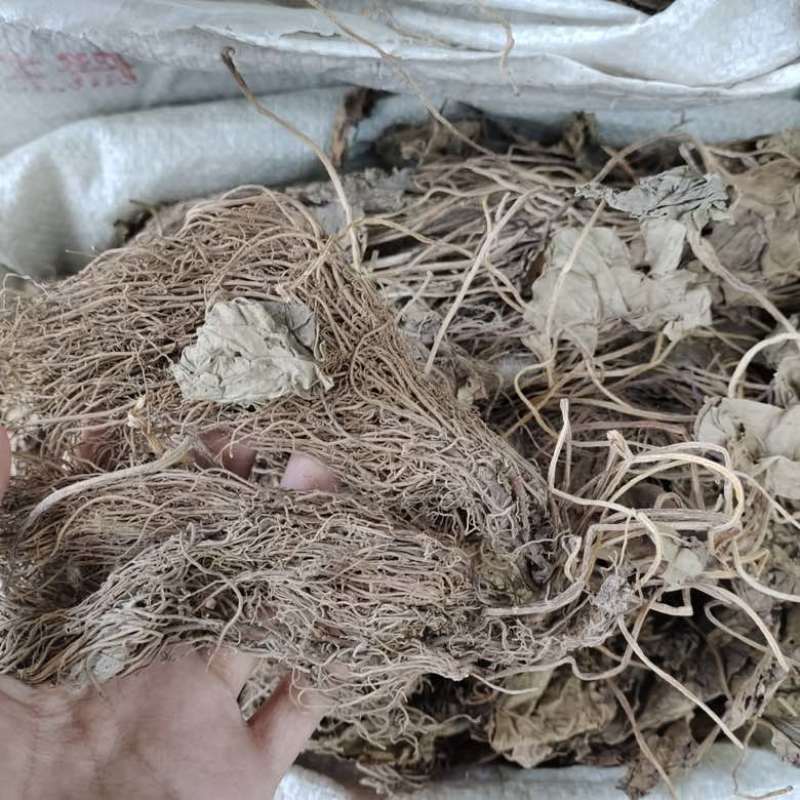 批发细辛