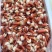 北极贝马贝尖北极刺身食材酒店高端食材兰花蚌北极冰山蚌