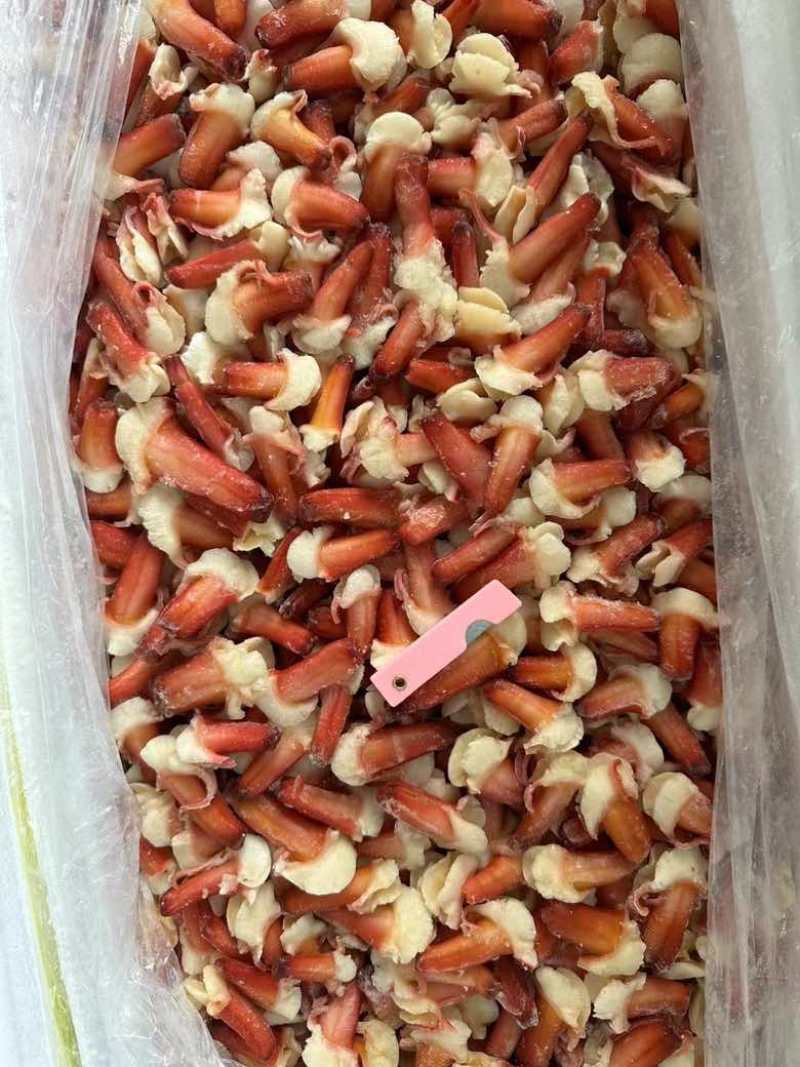 北极贝马贝尖北极刺身食材酒店高端食材兰花蚌北极冰山蚌