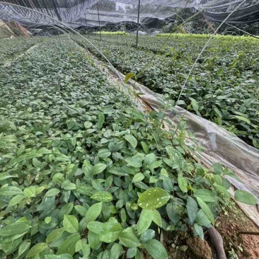 优质土茯苓苗