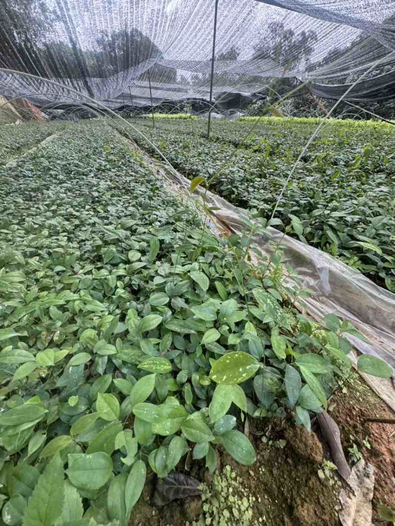 优质土茯苓苗