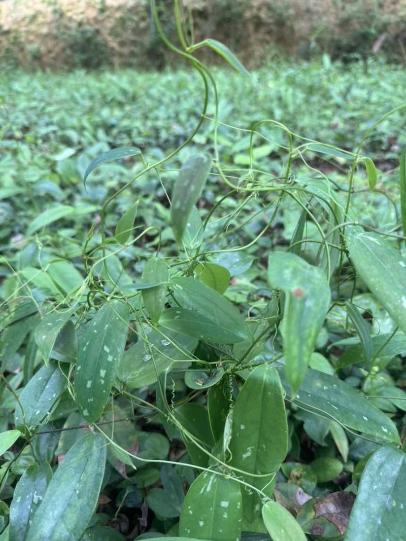 优质土茯苓苗