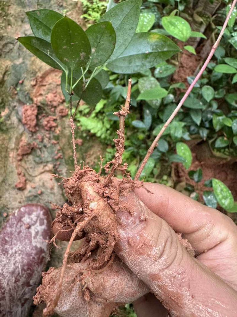 优质土茯苓苗
