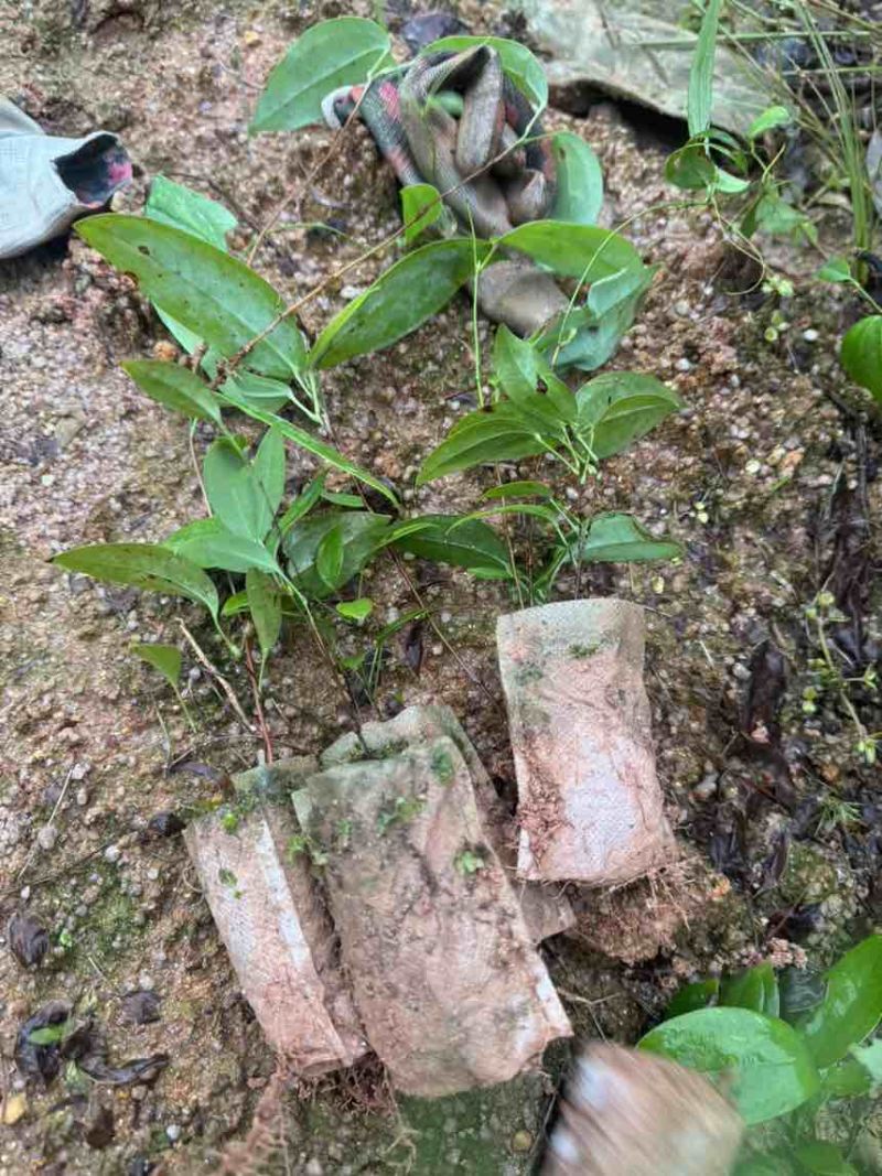 优质土茯苓苗