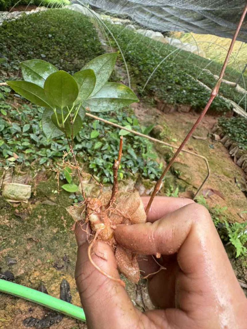 优质土茯苓苗