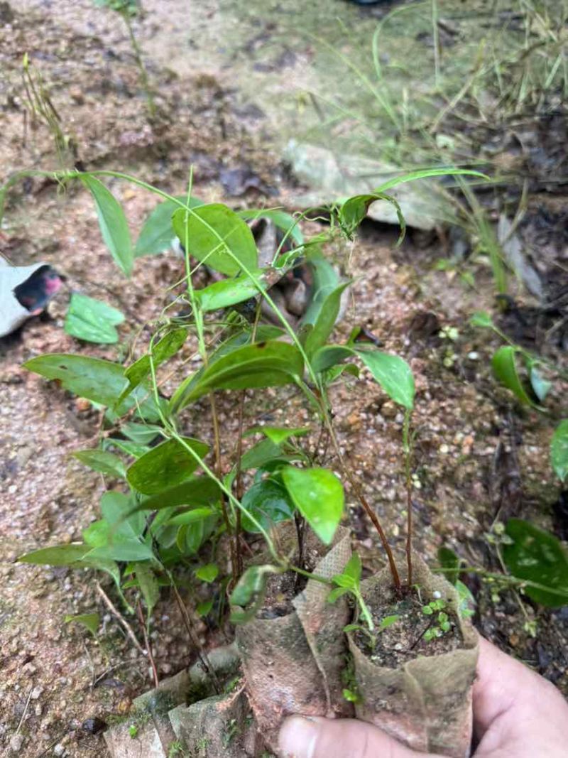优质土茯苓苗
