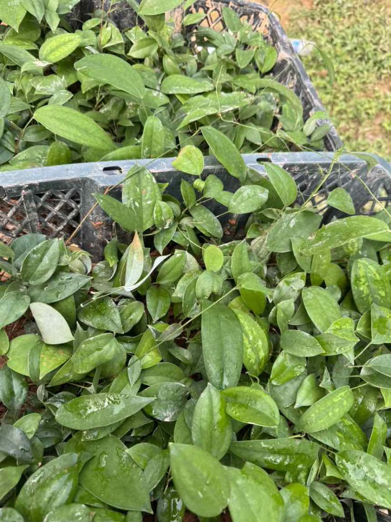优质土茯苓苗