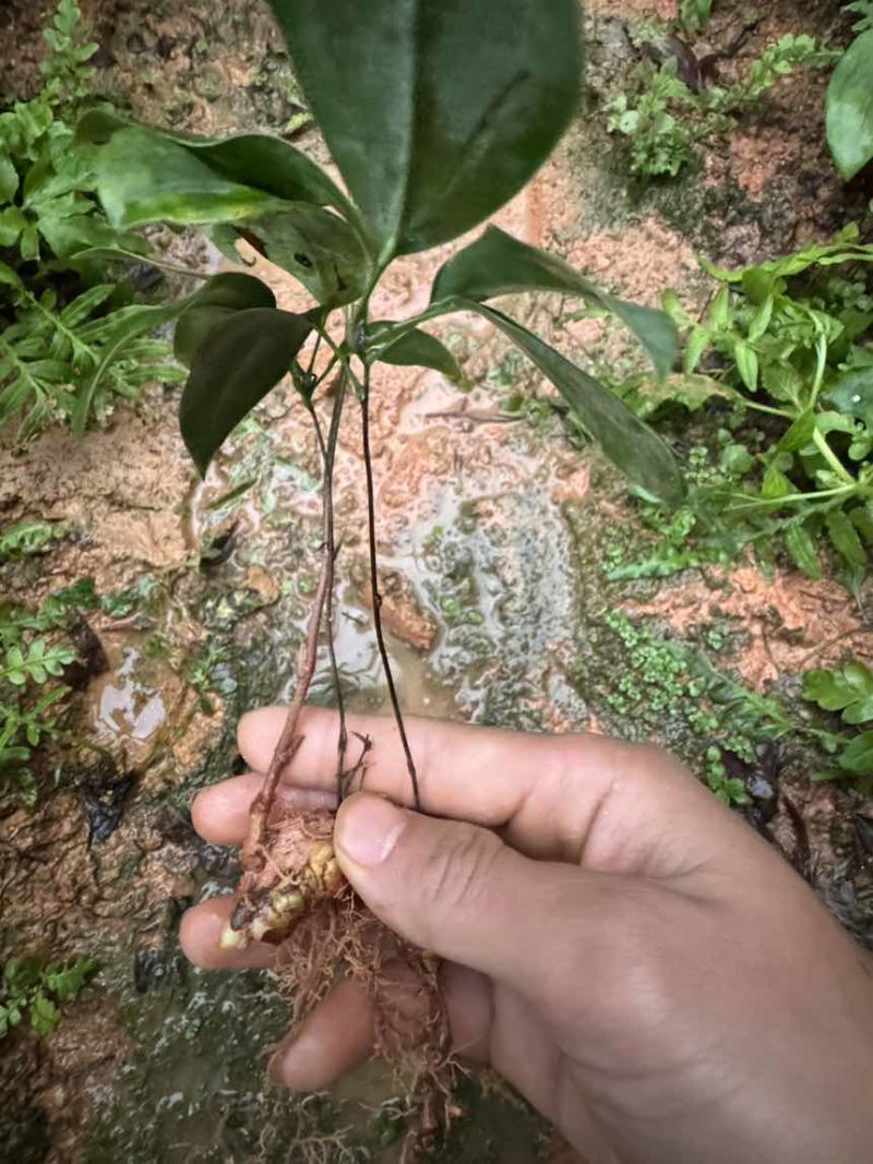 优质土茯苓苗
