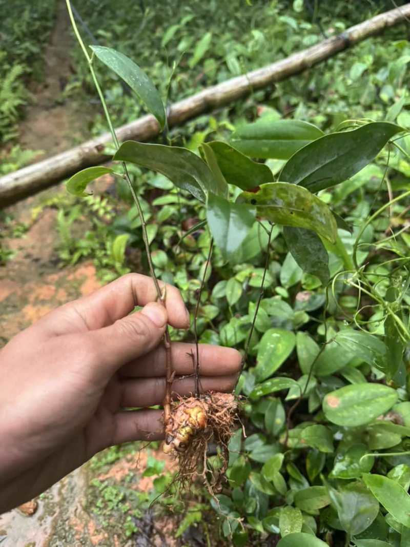 优质土茯苓苗