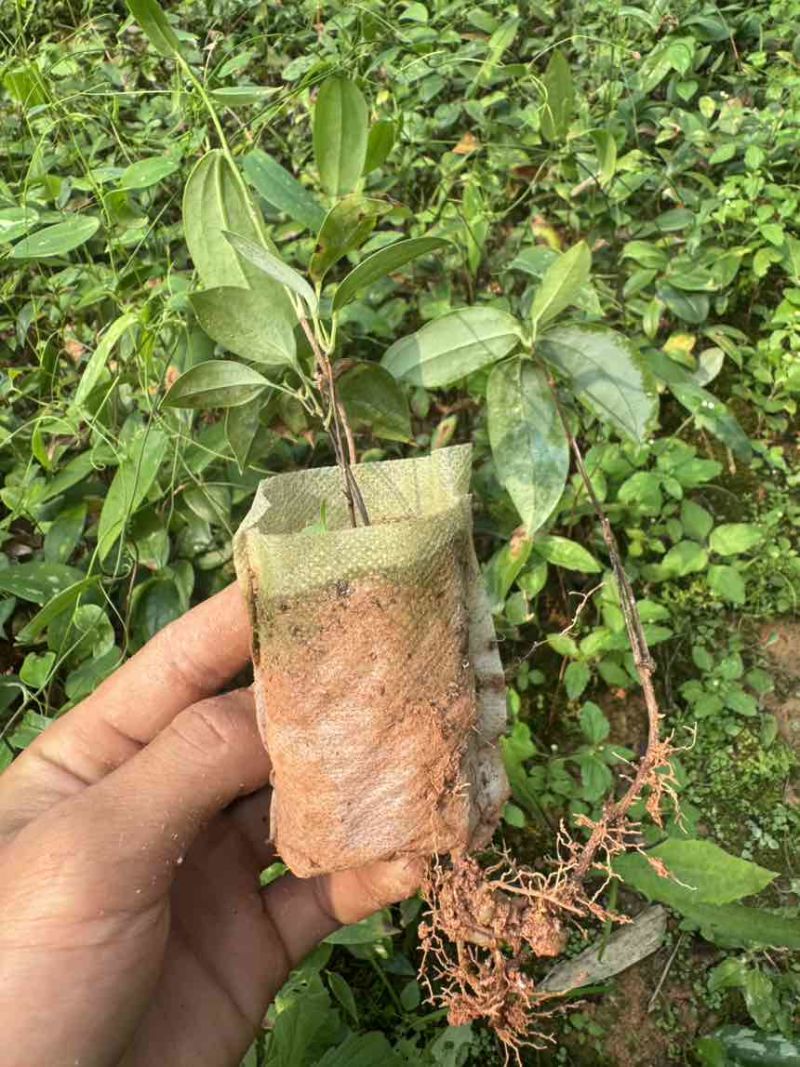 优质土茯苓苗