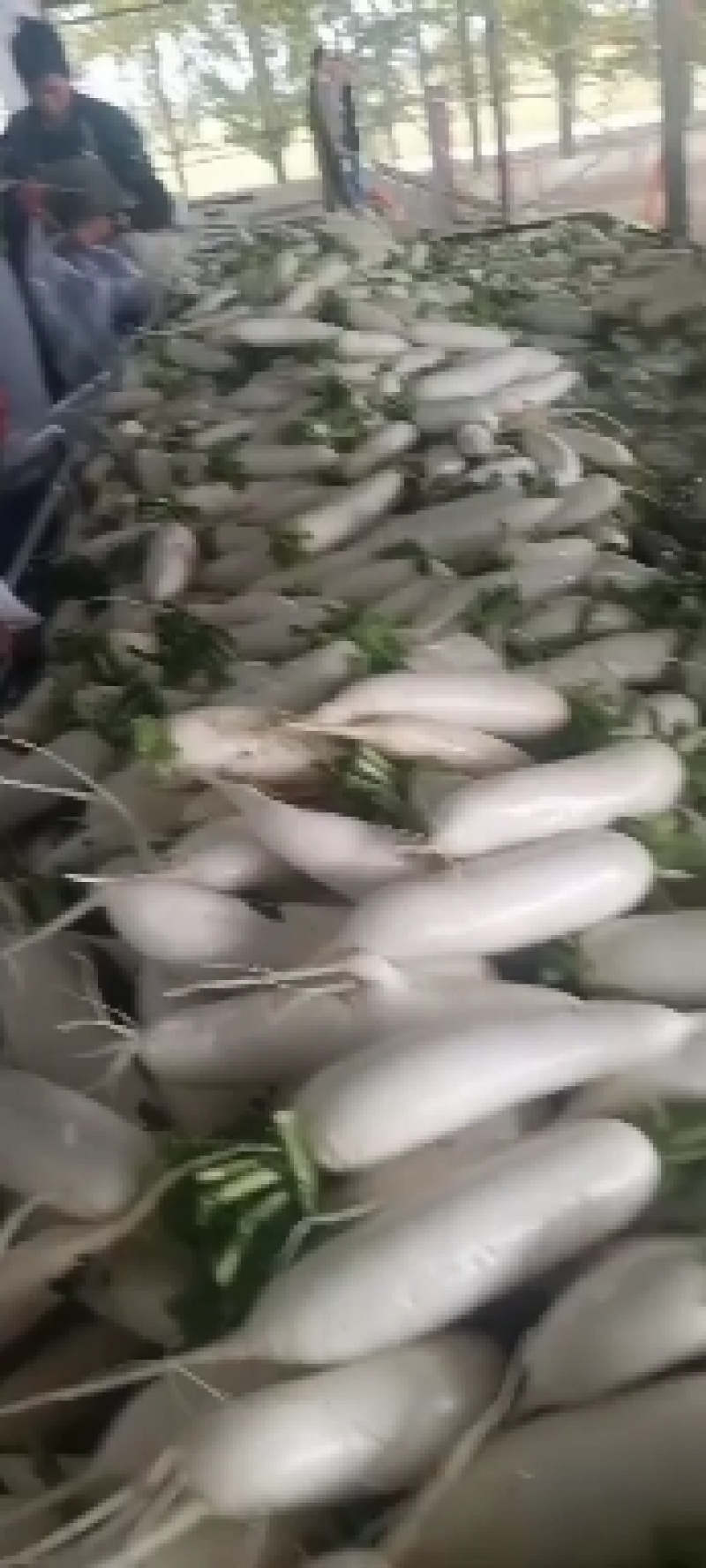 白罗卜预定中