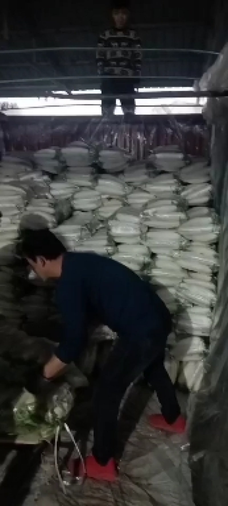 白罗卜预定中
