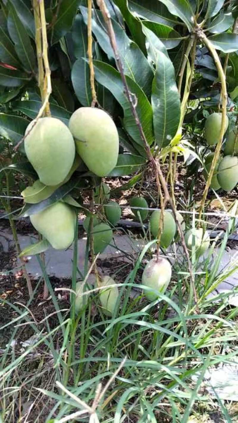 芒果之类