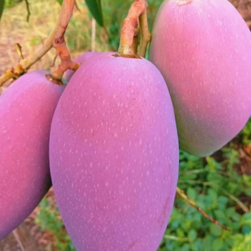 芒果火热上线