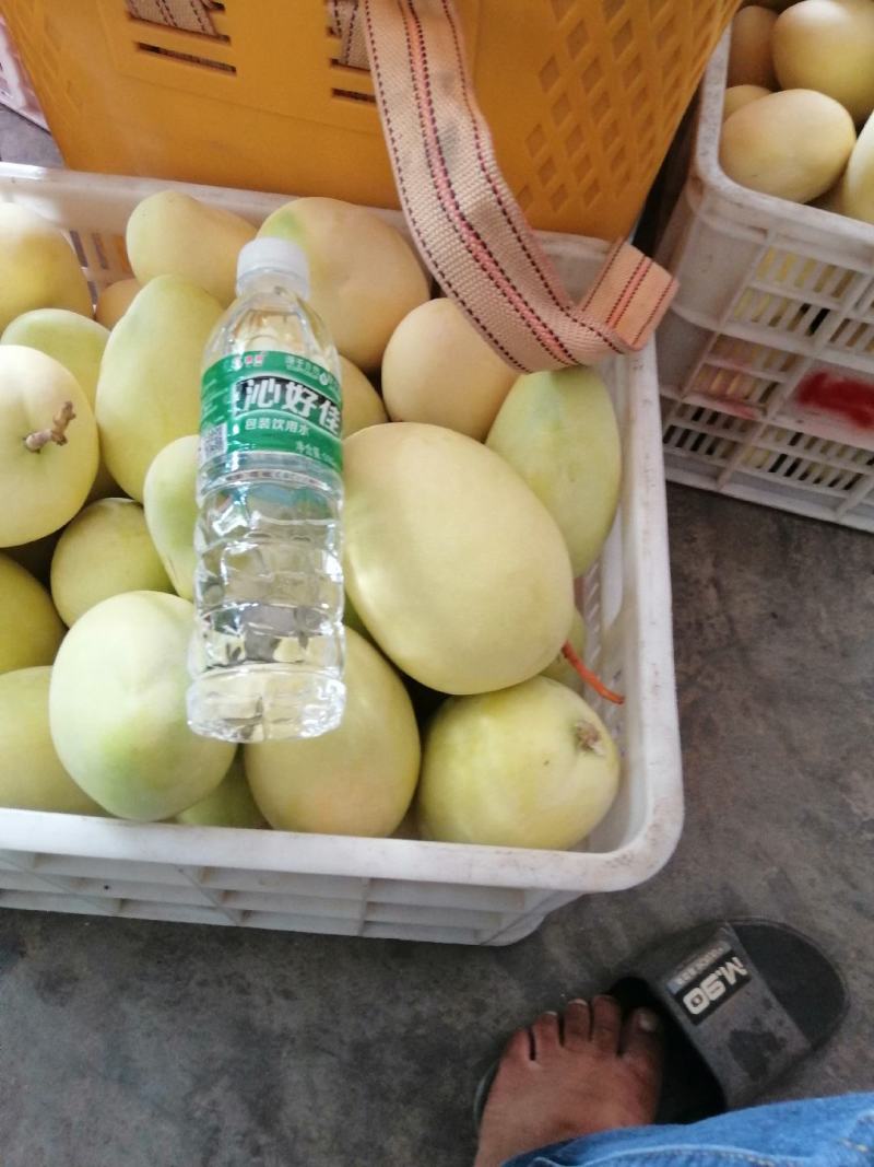 芒果火热上线