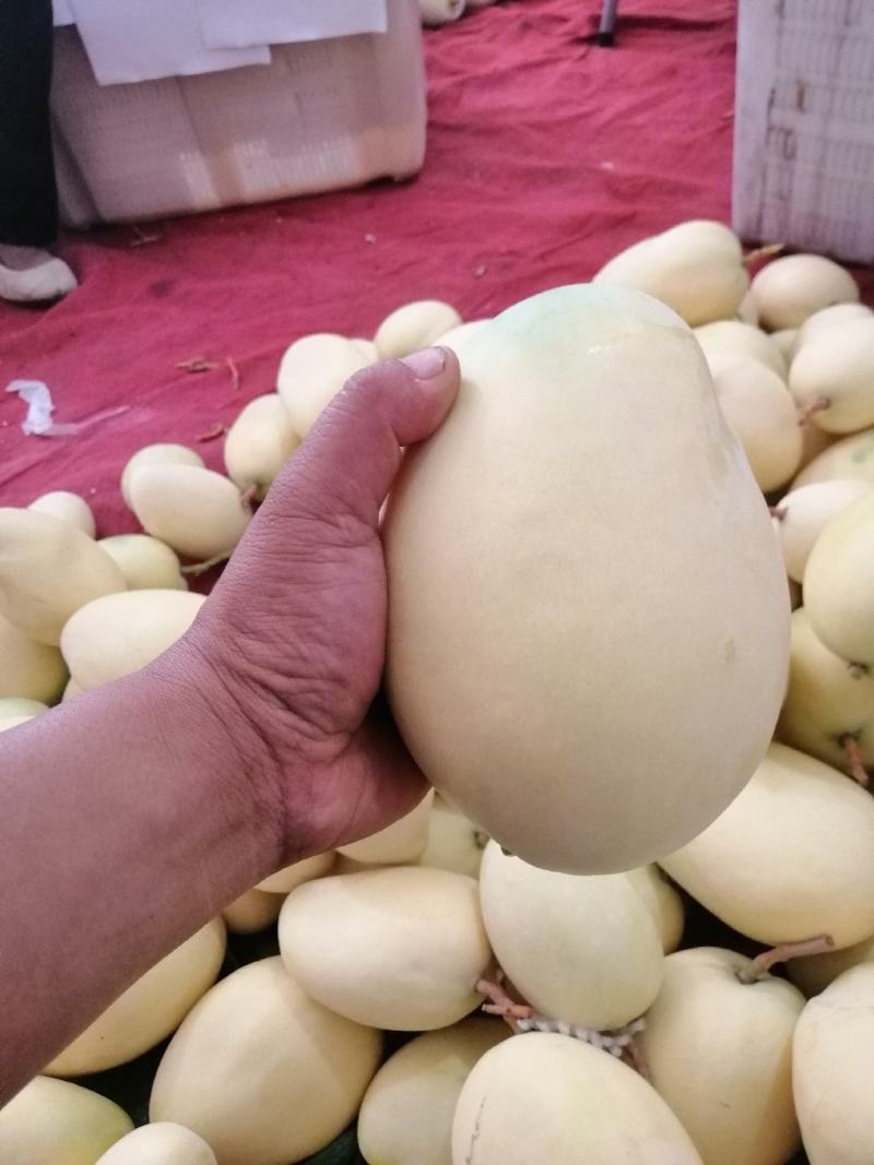 芒果火热上线