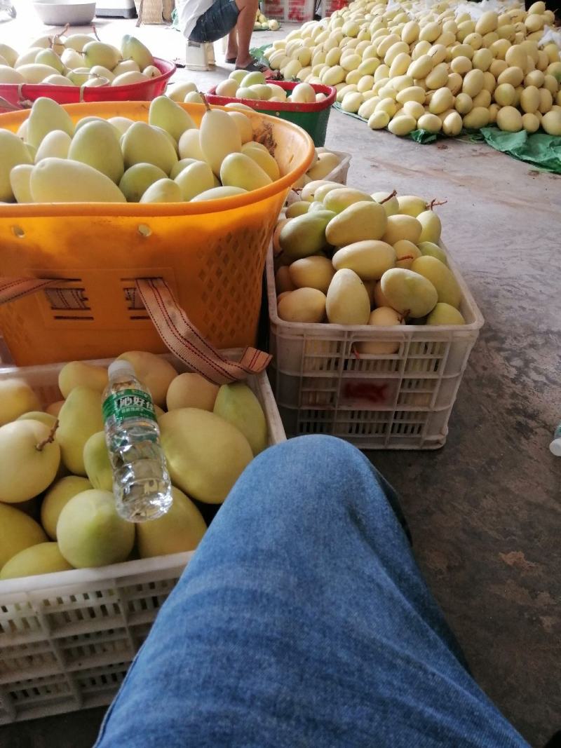 芒果火热上线