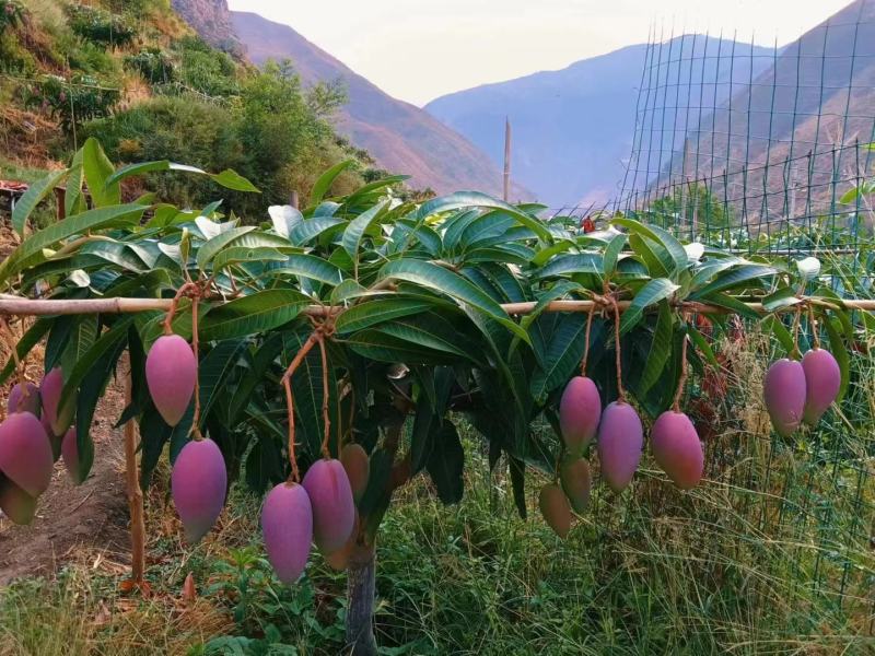 芒果火热上线
