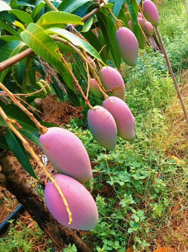 芒果火热上线