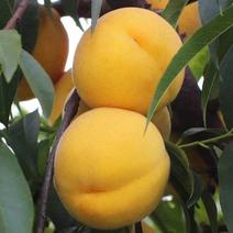 精品黄金蜜黄桃，口感脆甜，色泽鲜艳质量保证全国发货