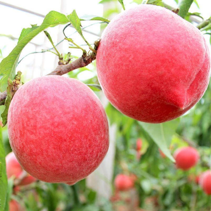 【精选】水蜜桃精品桃子陕西产地直发货源充足量大从优