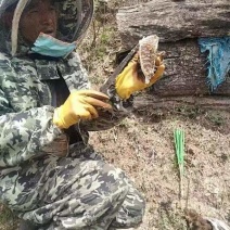 深山，源浆，野生蜂蜜；蜜蜂不喂食，都是自行在山里采食！