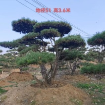 常年大量供应造型油松产地直发规格齐全欢迎选购