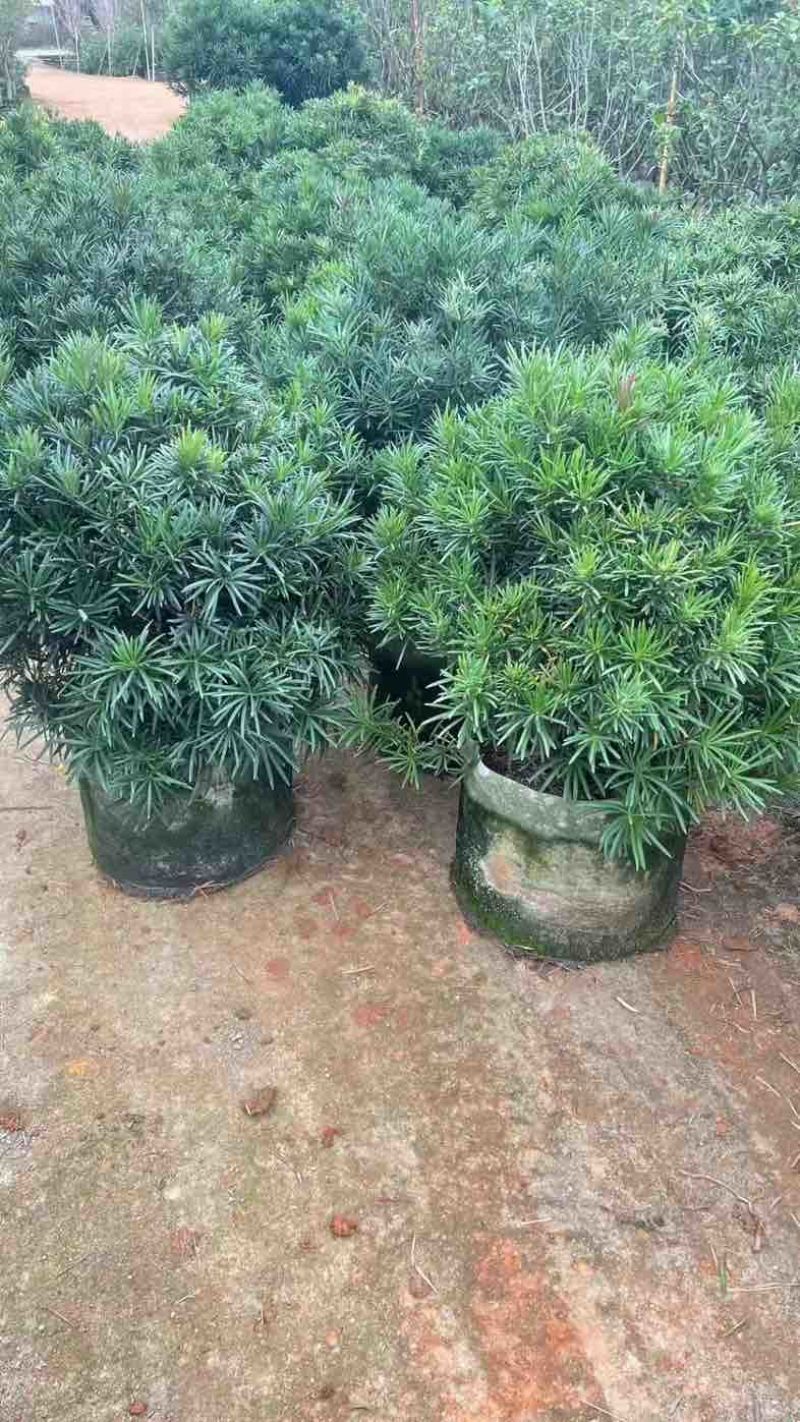 罗汉松球基地直销规格齐全欢迎老板来电咨询合作
