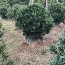 罗汉松球基地直销规格齐全欢迎老板来电咨询合作