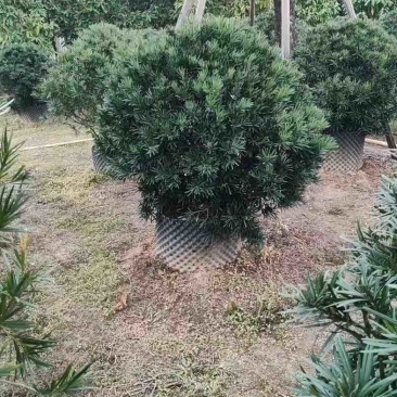 罗汉松球基地直销规格齐全欢迎老板来电咨询合作