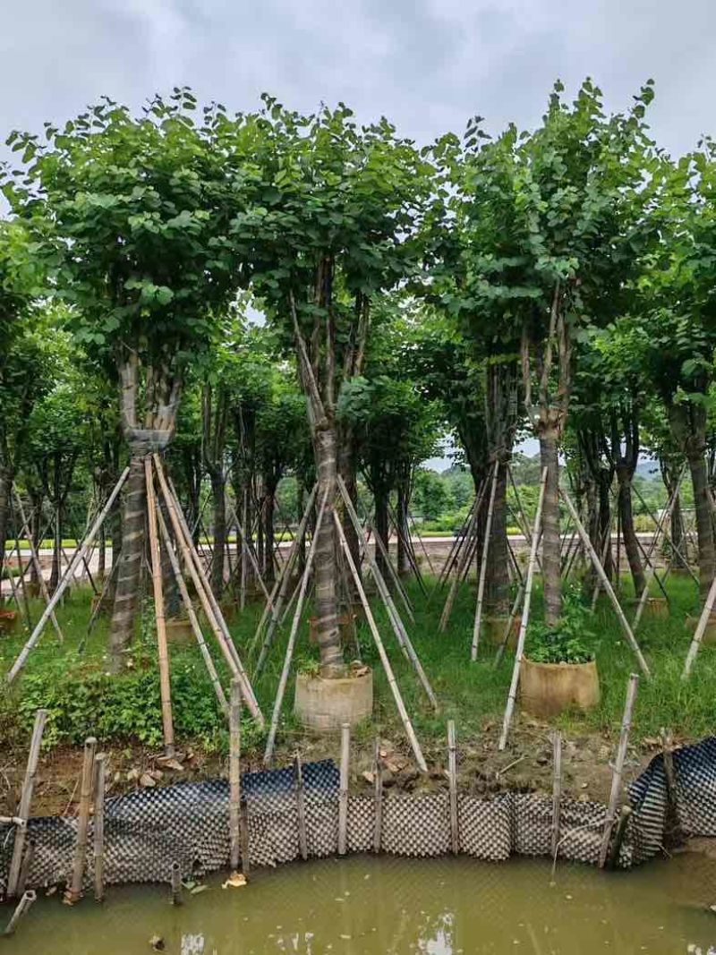宫粉紫荆基地直销规格齐全欢迎老板来电咨询合作