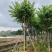 宫粉紫荆基地直销规格齐全欢迎老板来电咨询合作