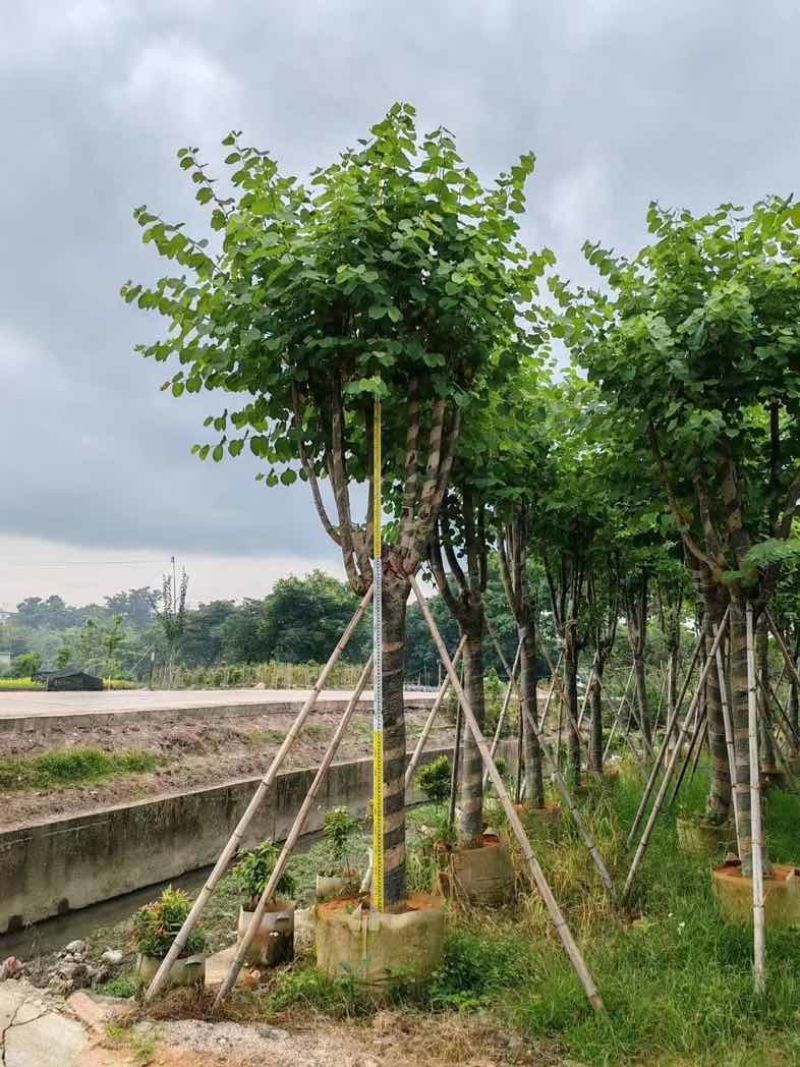 宫粉紫荆基地直销规格齐全欢迎老板来电咨询合作