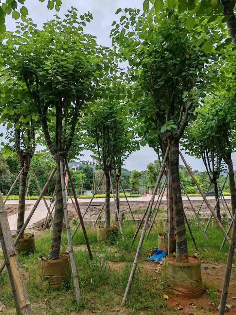 宫粉紫荆基地直销规格齐全欢迎老板来电咨询合作