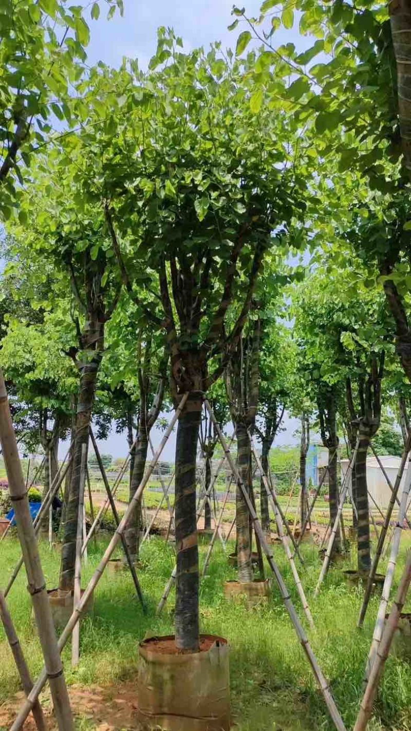 宫粉紫荆基地直销规格齐全欢迎老板来电咨询合作