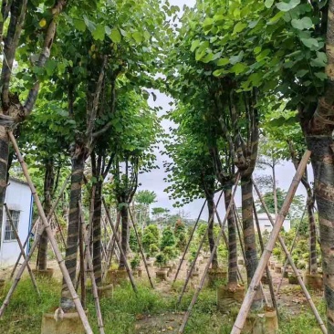 宫粉紫荆基地直销规格齐全欢迎老板来电咨询合作
