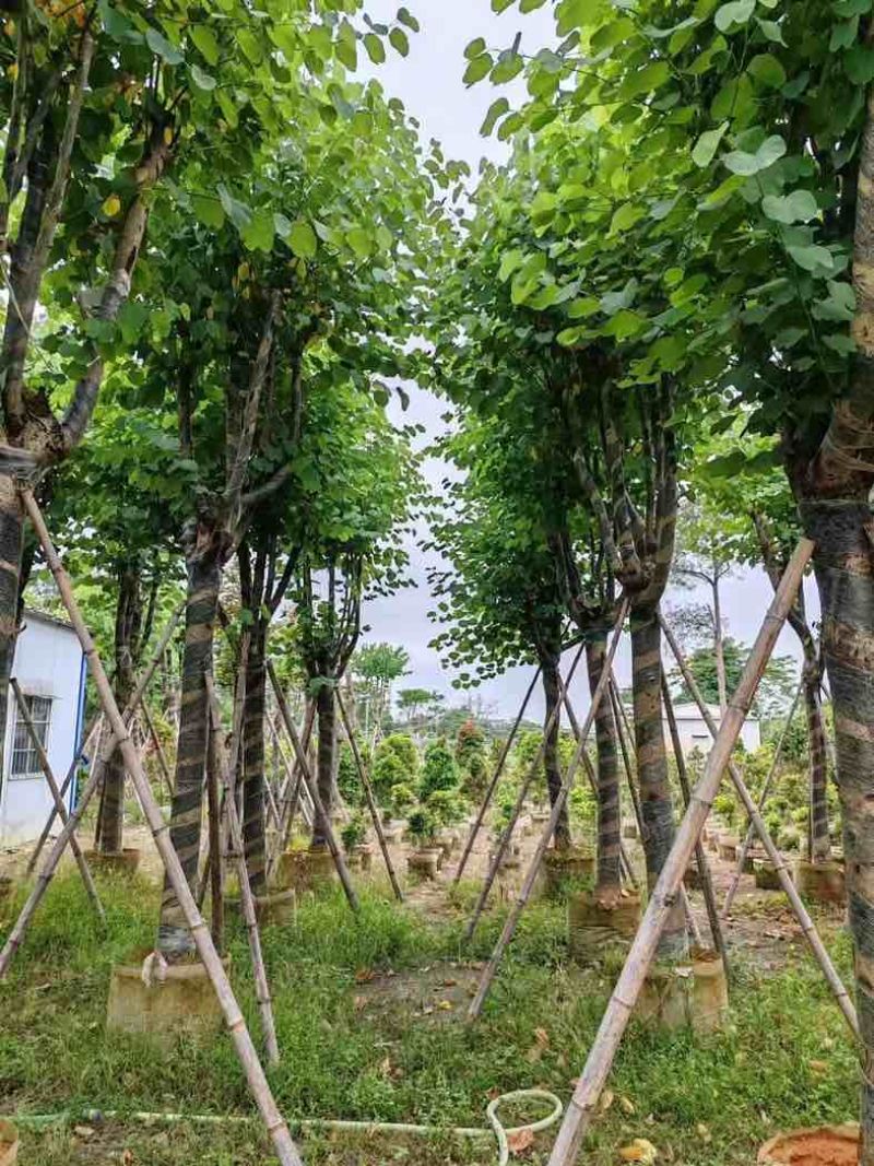 宫粉紫荆基地直销规格齐全欢迎老板来电咨询合作
