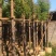 杀头香樟基地直销规格齐全欢迎老板来电咨询合作