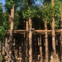 杀头香樟基地直销规格齐全欢迎老板来电咨询合作