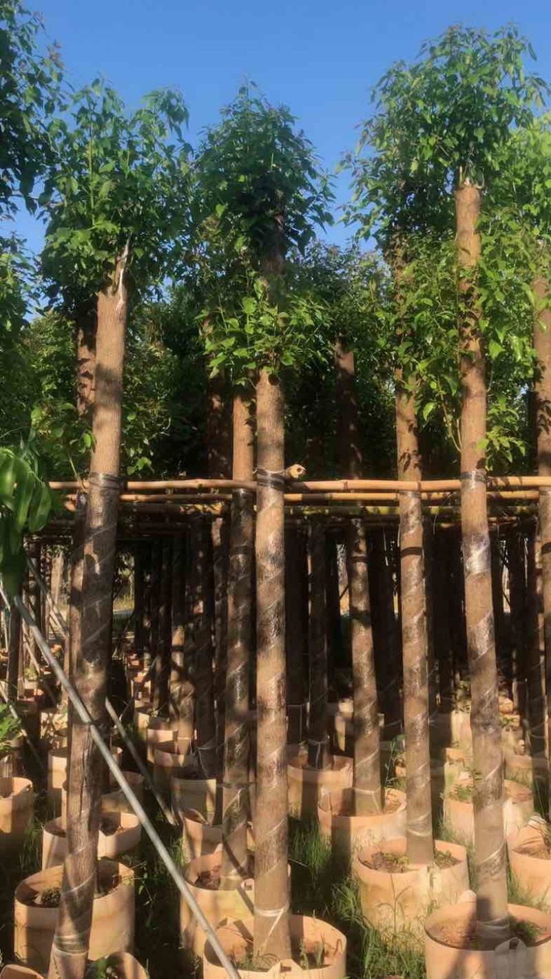 杀头香樟基地直销规格齐全欢迎老板来电咨询合作