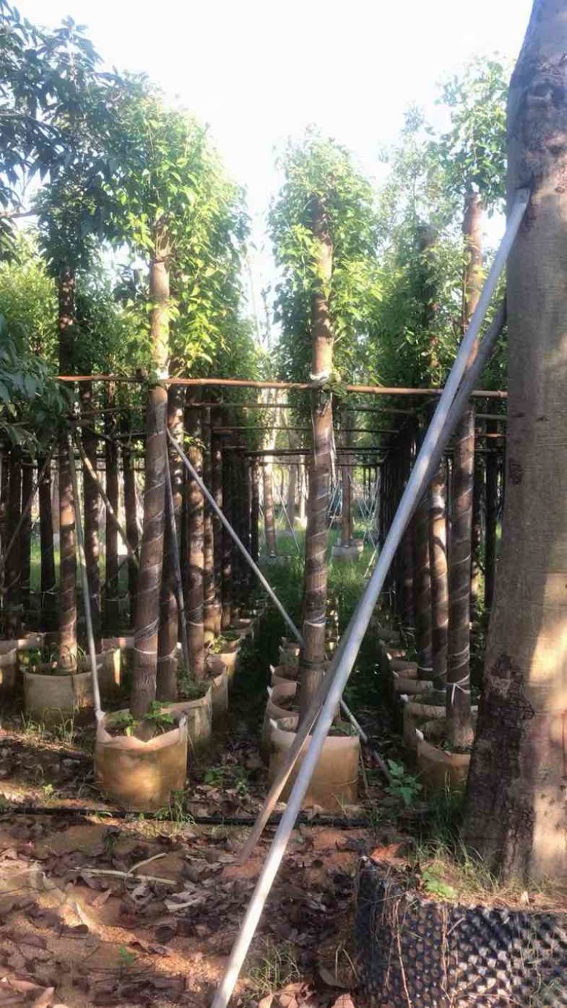 杀头香樟基地直销规格齐全欢迎老板来电咨询合作