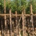 杀头香樟基地直销规格齐全欢迎老板来电咨询合作