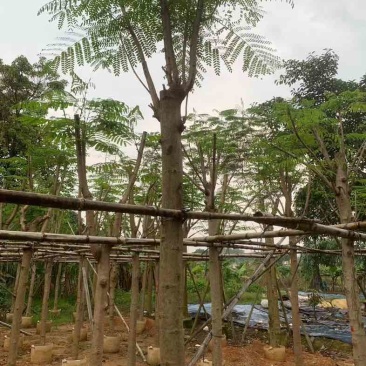 凤凰树/红花楹基地直销规格齐全欢迎老板来电咨询合作
