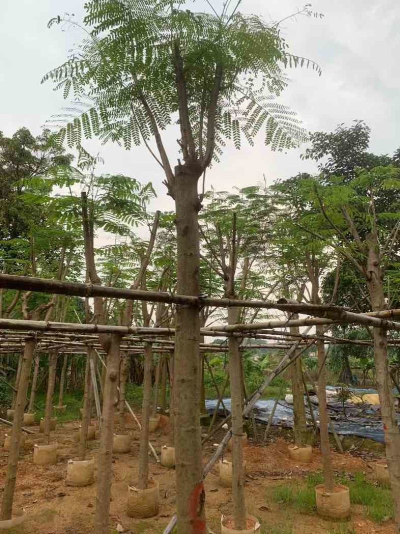 凤凰树/红花楹基地直销规格齐全欢迎老板来电咨询合作